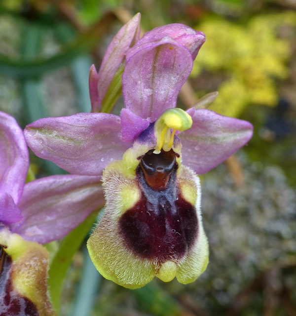 Orchidee di Creta: tra mitologia, montagne e natura, marzo 2015